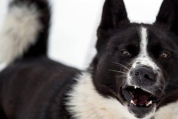 Perro de osos de Carelia