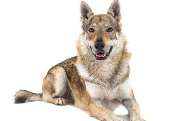 Perro lobo checoslovaco