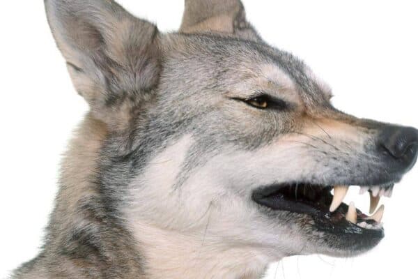 Perro lobo de Saarloos