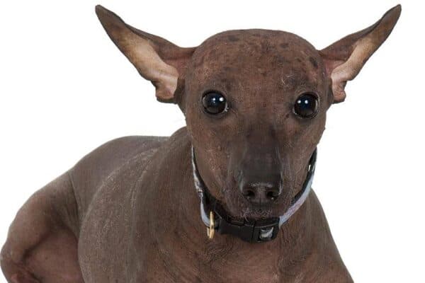Perro sin pelo del Perú
