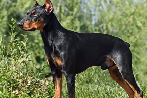 Pinscher alemán