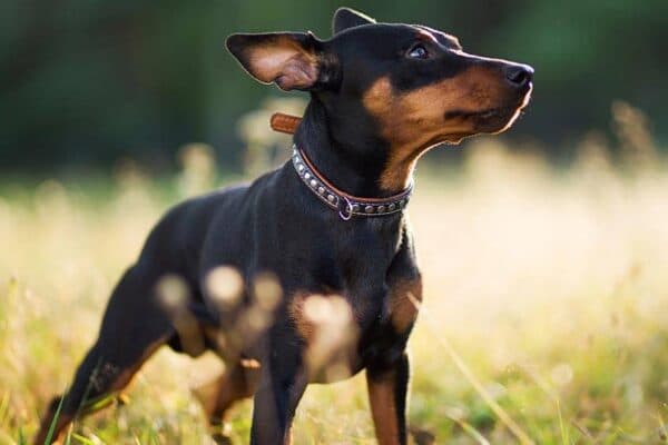 Pinscher Miniatura: Una Raza Pequeña con Gran Personalidad