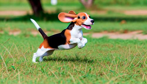 Pocket Beagle: El Pequeño Cazador Extinto