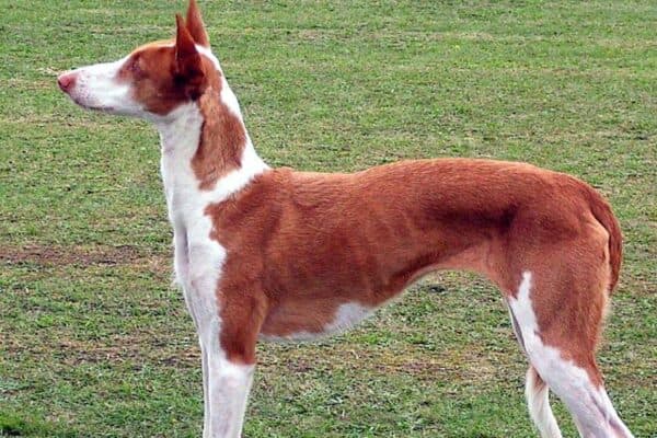 Podenco ibicenco