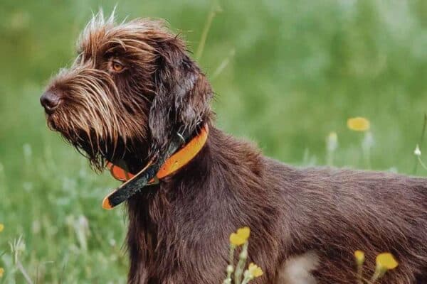 Pudelpointer