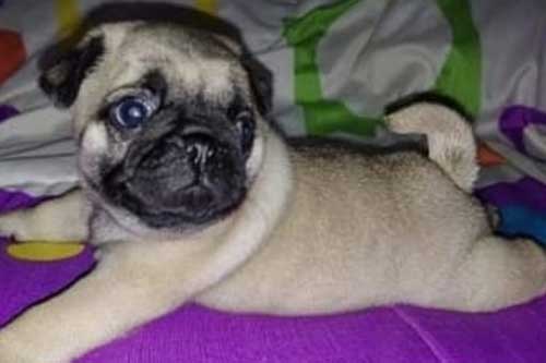 La Raza de Perros Pug: Una Historia de Encanto y Simpatía