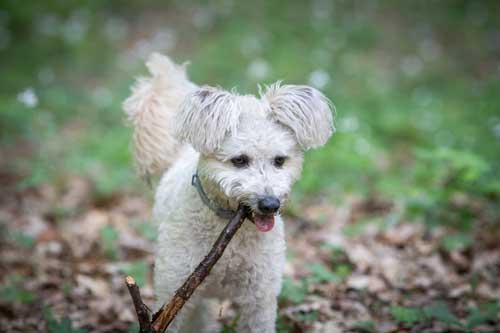 Pumi: Un Compañero Activo y Enérgico