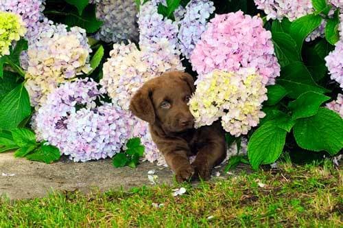 Retriever de Chesapeake: Un Compañero Leal y Versátil