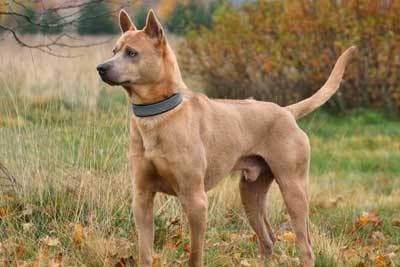 Ridgeback Tailandés: Un Tesoro Nacional Canino