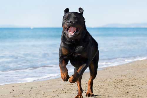 Rottweiler: Una Raza Imponente y Leal