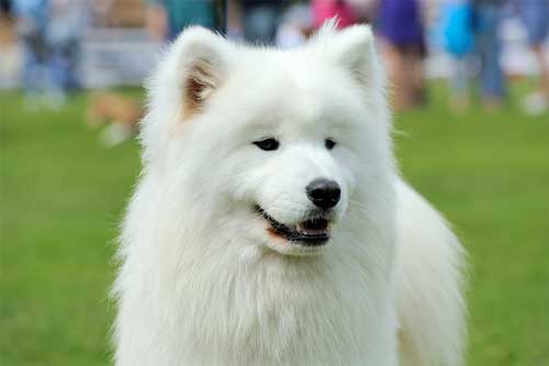 El Samoyedo: Una Raza de Perro Excepcional