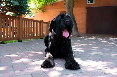 El Schnauzer Gigante: Un Compañero Imponente y Leal