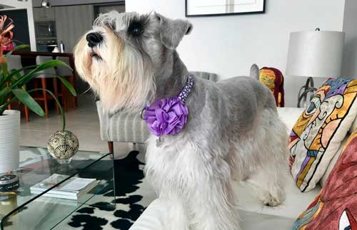 Schnauzer Estándar: Una Raza Versátil y Enérgica