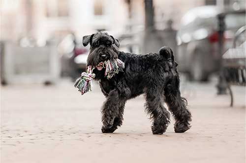 Schnauzer Miniatura: Un Compañero Versátil y Encantador