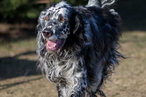 El Setter Inglés: Elegancia y Energía en un Solo Perro