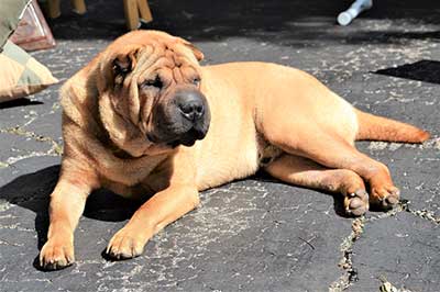 Shar Pei: Historia, Características y Datos Curiosos de una Raza Única