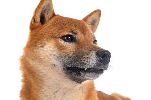 Shiba Inu: Un Compañero Leal y Autónomo