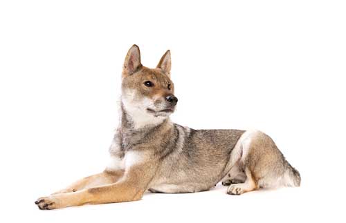 Shikoku Inu: El Guerrero Noble de Japón