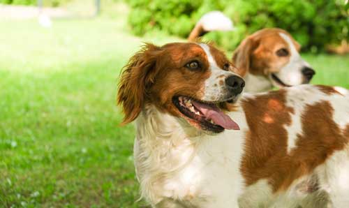 Spaniel Bretón: La Joya de la Caza y Compañía Familiar