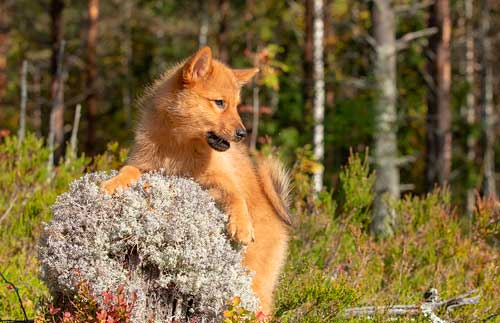 El Spitz Finlandés: Una Joya de la Naturaleza Nórdica