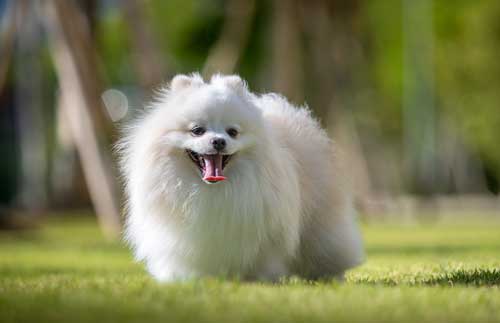 Spitz Japonés: Elegancia y Lealtad en una Raza Canina