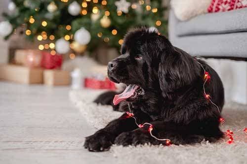 Terranova: Gigantes Gentiles del Mundo Canino