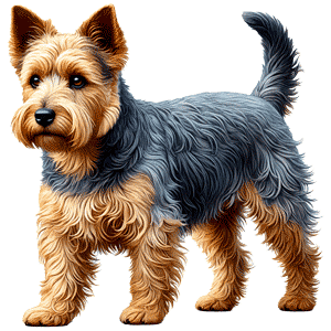 Terrier de Australia