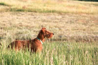 Terrier Irlandés: Un Compañero Valiente y Leal