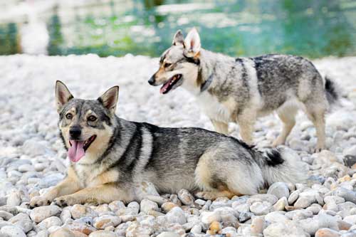 Vallhund Sueco: El Pastor Viking