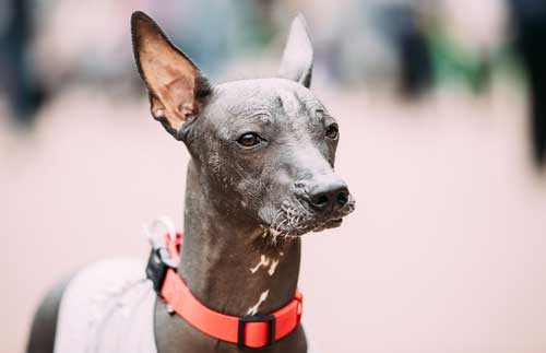 Xoloitzcuintle: La Antigua Raza de Perros Mexicanos