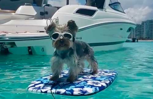 Yorkshire Terrier: Un Pequeño Gigante de Carácter y Encanto