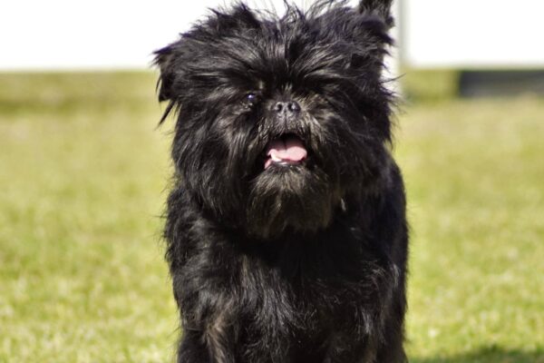 Affenpinscher