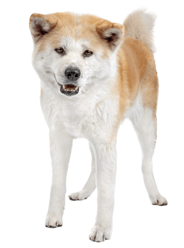 Akita Inu
