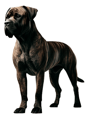 Alano Español: El Poderoso Perro de Presa