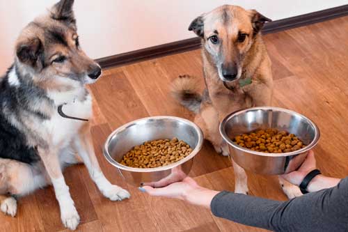 Alimentación Adecuada y Dietas Específicas para Perros
