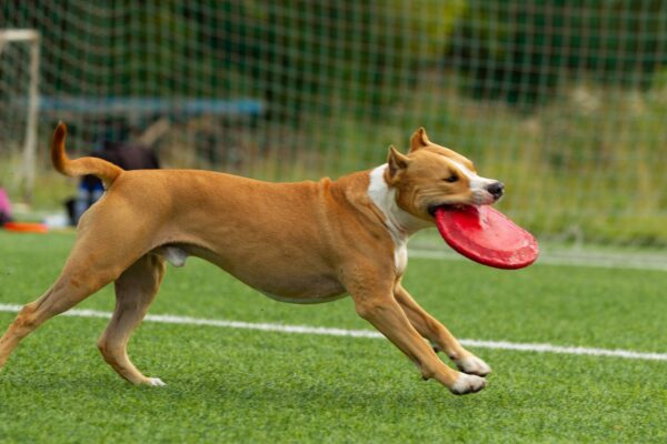 American Staffordshire terrier