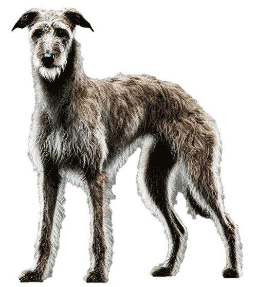 American Staghound: Una Raza de Cazadores Especializados