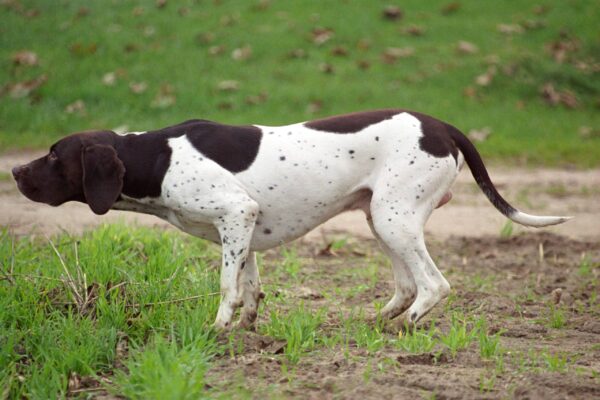 Antiguo perro de muestra danés