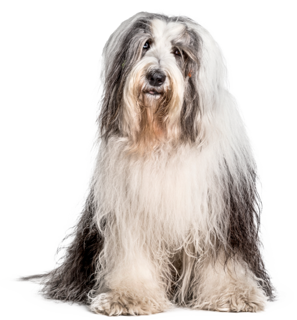 Antiguo perro pastor inglés (Bobtail)