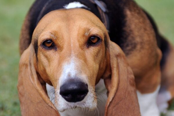 Basset artesiano de Normandía