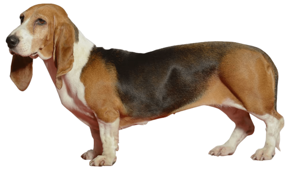Basset artesiano de Normandía