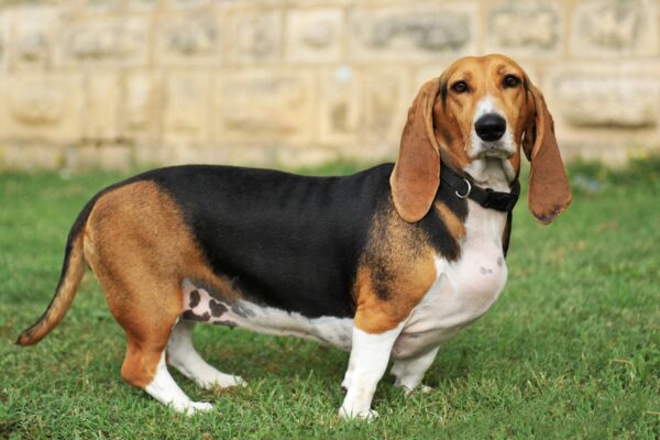 origen del Basset artesiano de Normandía