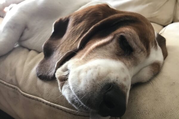 Basset hound