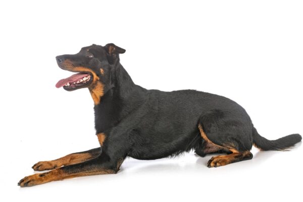 Beauceron