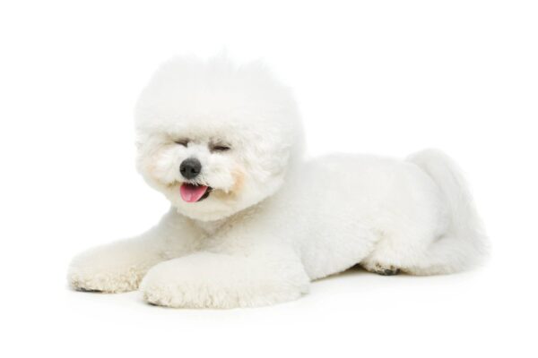 problemas de salud del Bichón frisé