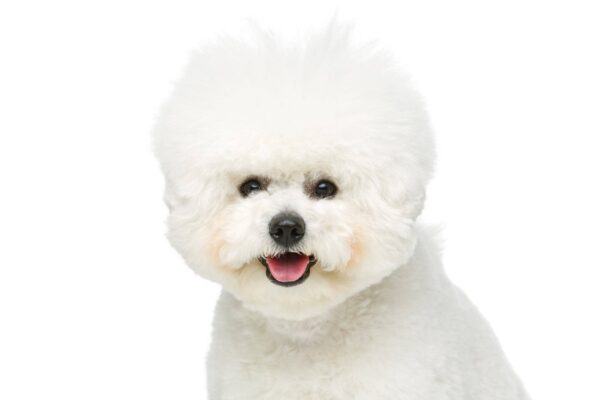 temperamento del Bichón frisé