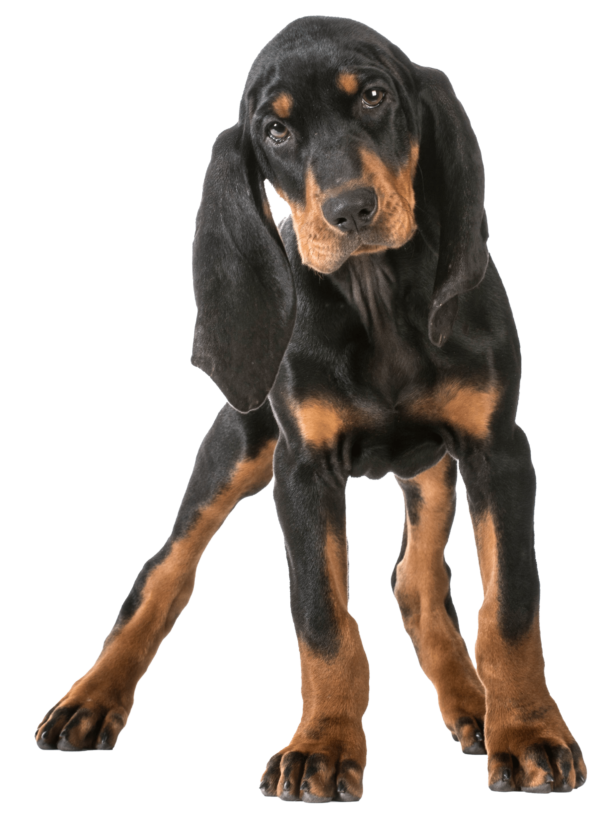 Black and Tan Coonhound: Un Perro de Caza con Carácter