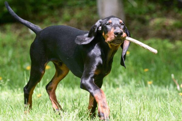 es un valiente cazador el Black and tan coonhound
