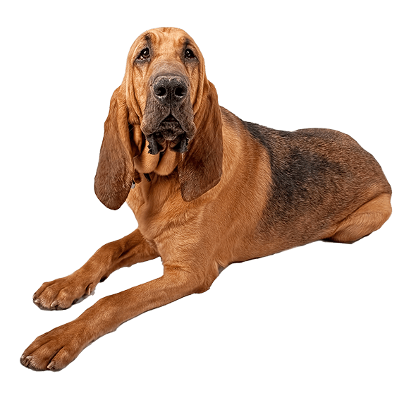 Bloodhound la majestuosa raza de perros sabueso