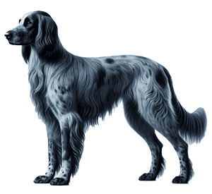 French Spaniel: El Cazador Versátil con Encanto Francés